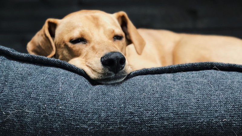 シニア犬にやさしい体圧分散ベッドの選び方｜足腰の負担を減らして快適に眠れるポイントを解説
