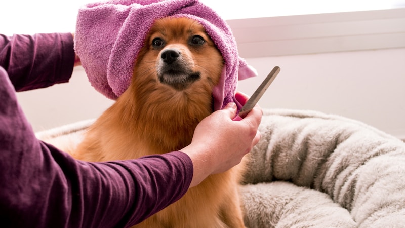 老犬にやさしいドライシャンプーのおすすめ選び方ガイド｜負担をかけず清潔を保つコツ